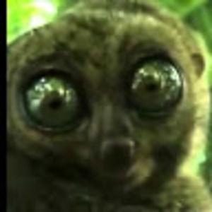 Meet your Posher, Chase